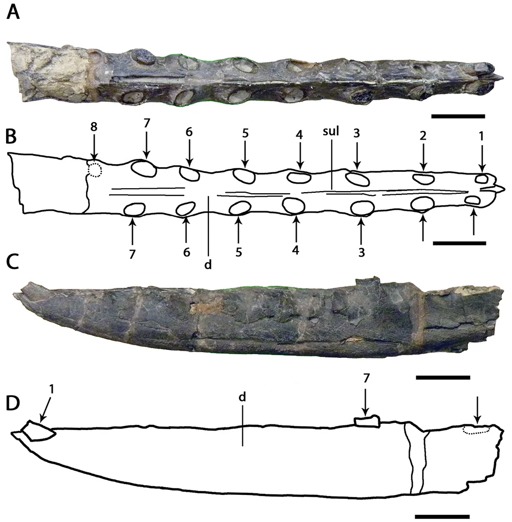 Ornithocheirus wiedenrothi