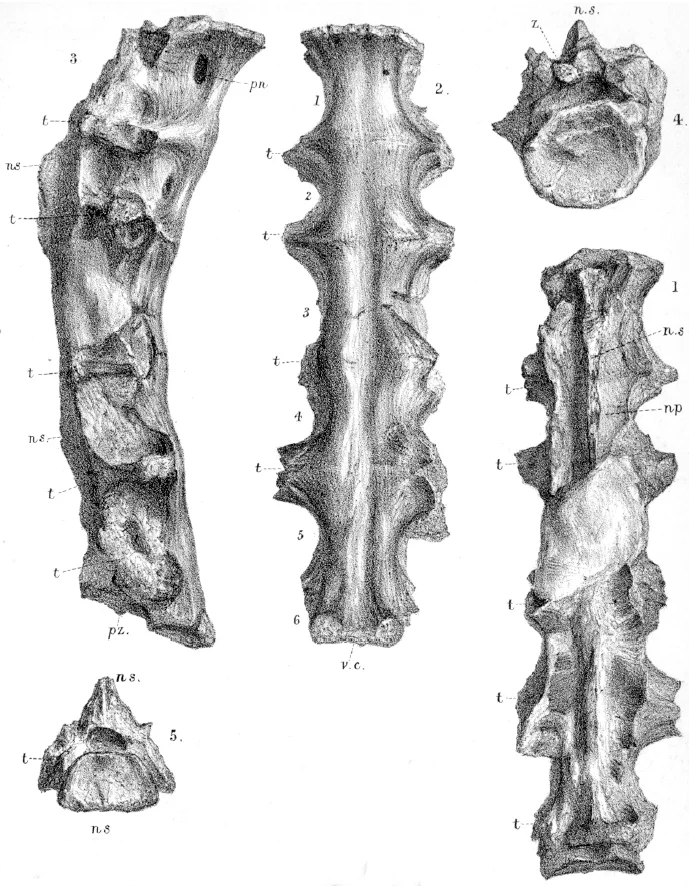 Ornithodesmus cluniculus