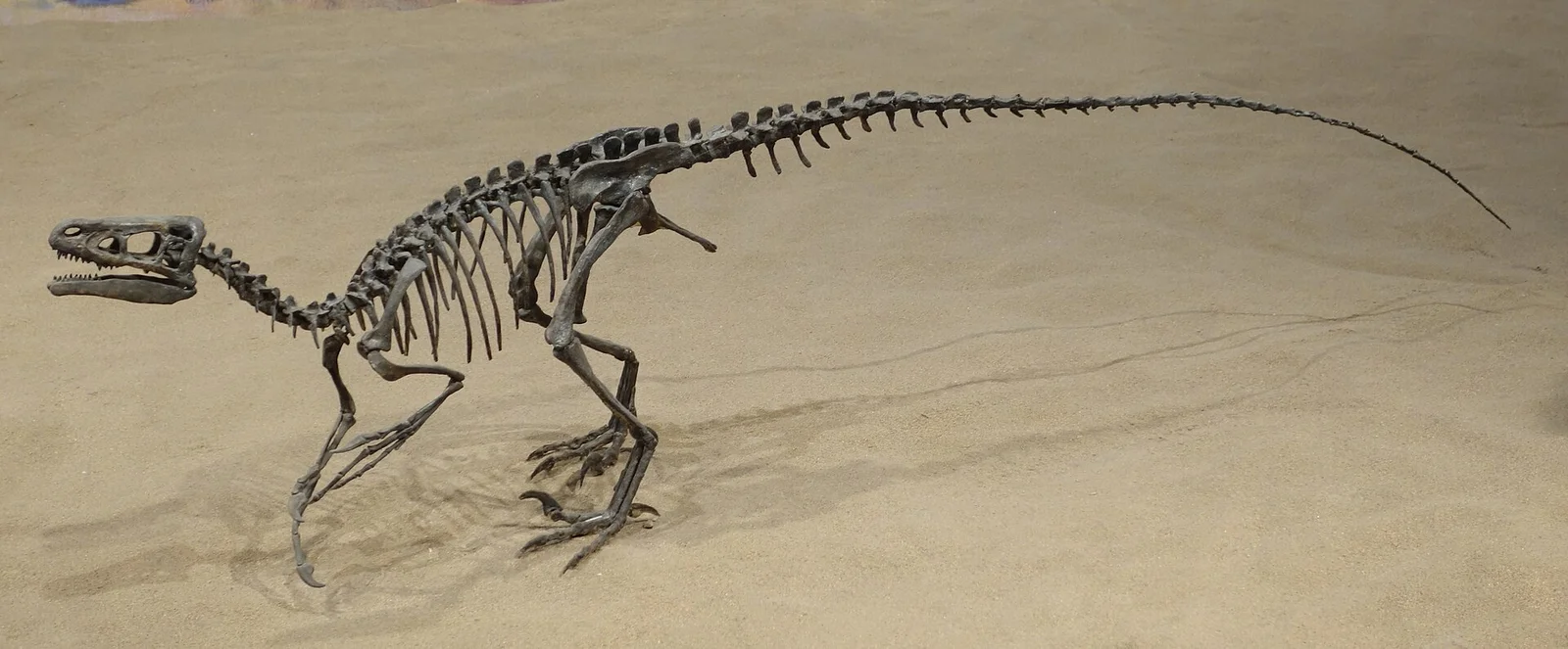 Ornitholestes hermanni