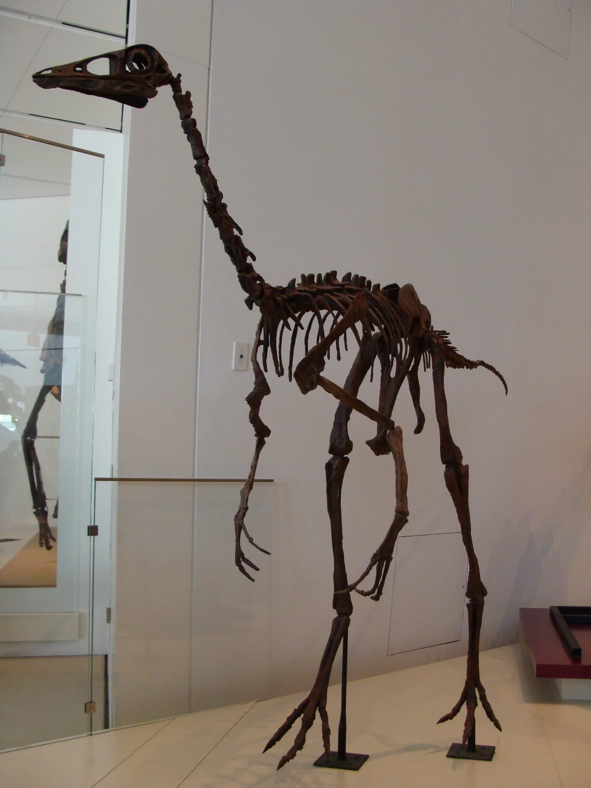 Ornithomimus velox