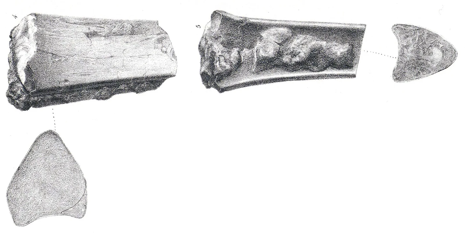 Ornithostoma sedgwicki