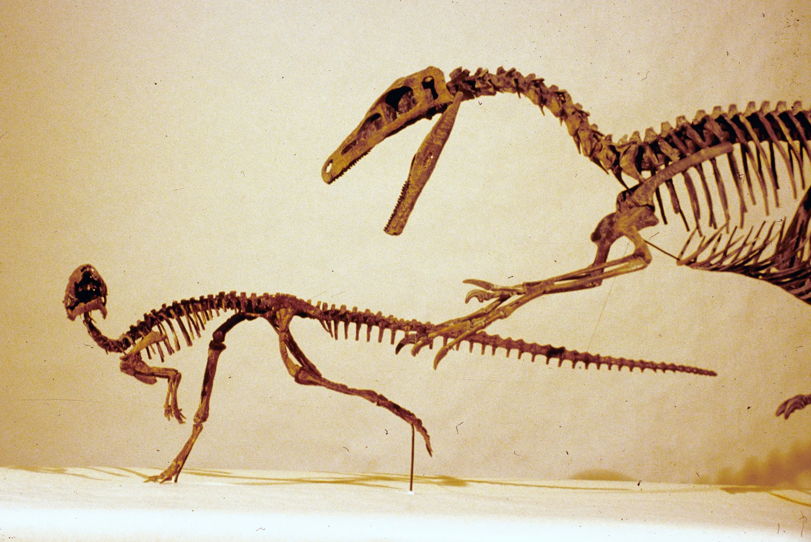 Orodromeus makelai