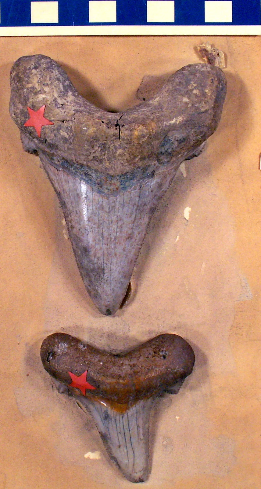 Otodus auriculatus