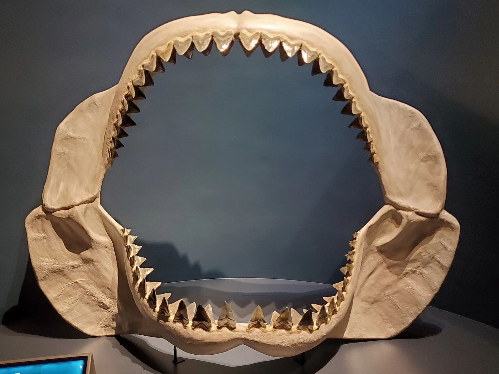 Otodus megalodon