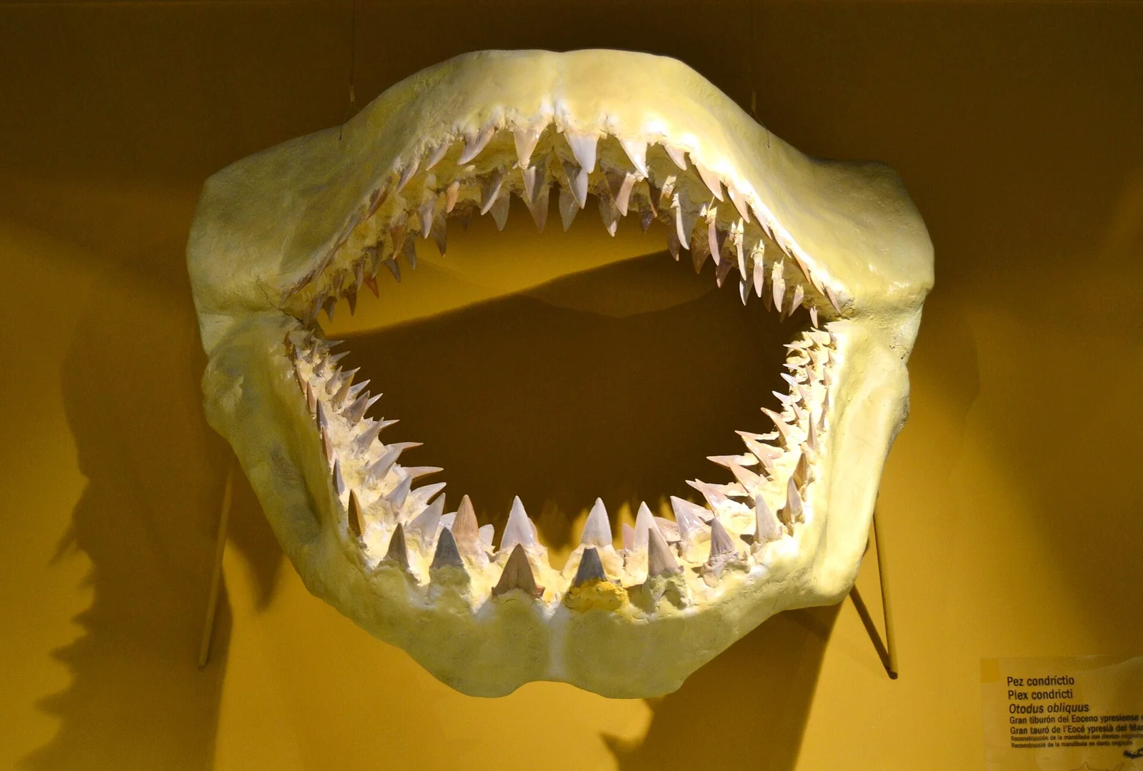 Otodus obliquus