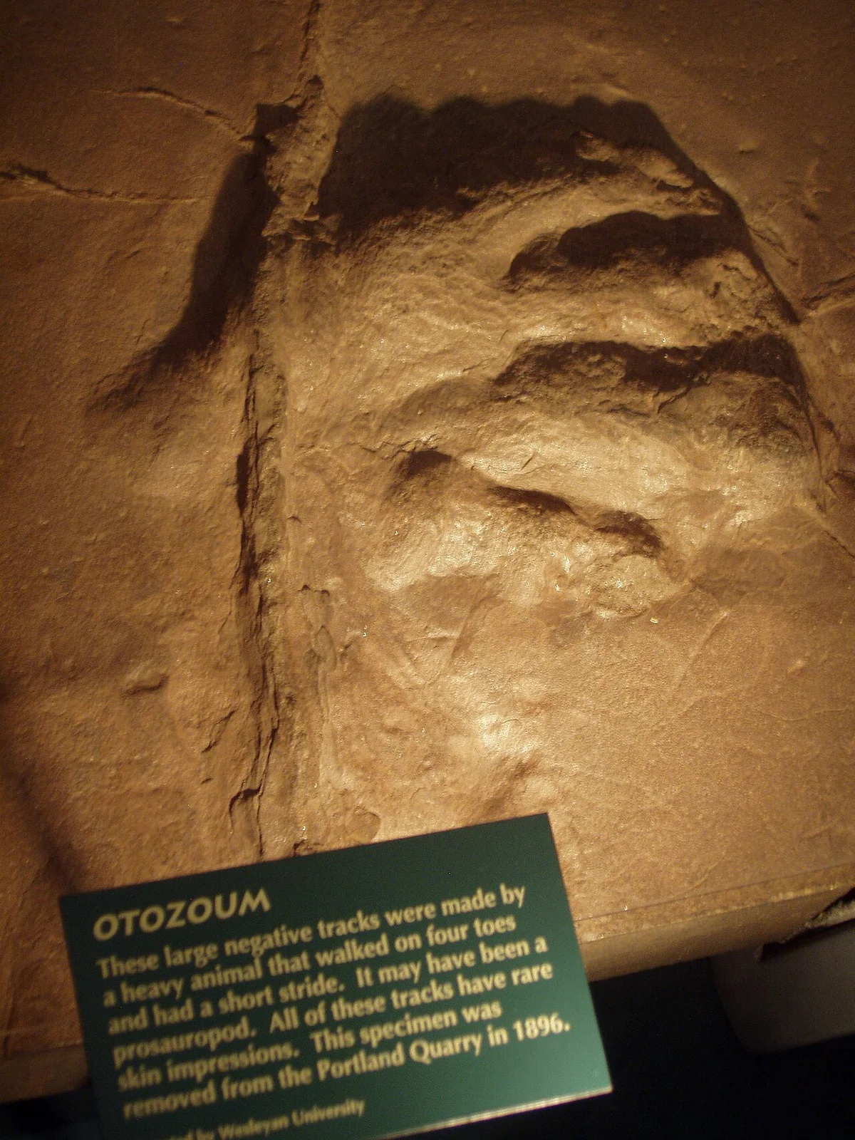 Otozoum moodii
