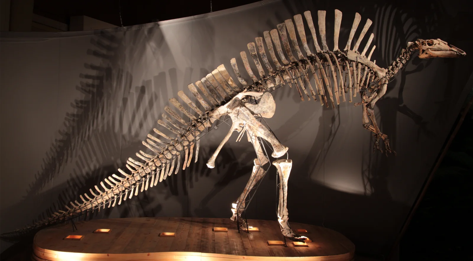 Ouranosaurus nigeriensis