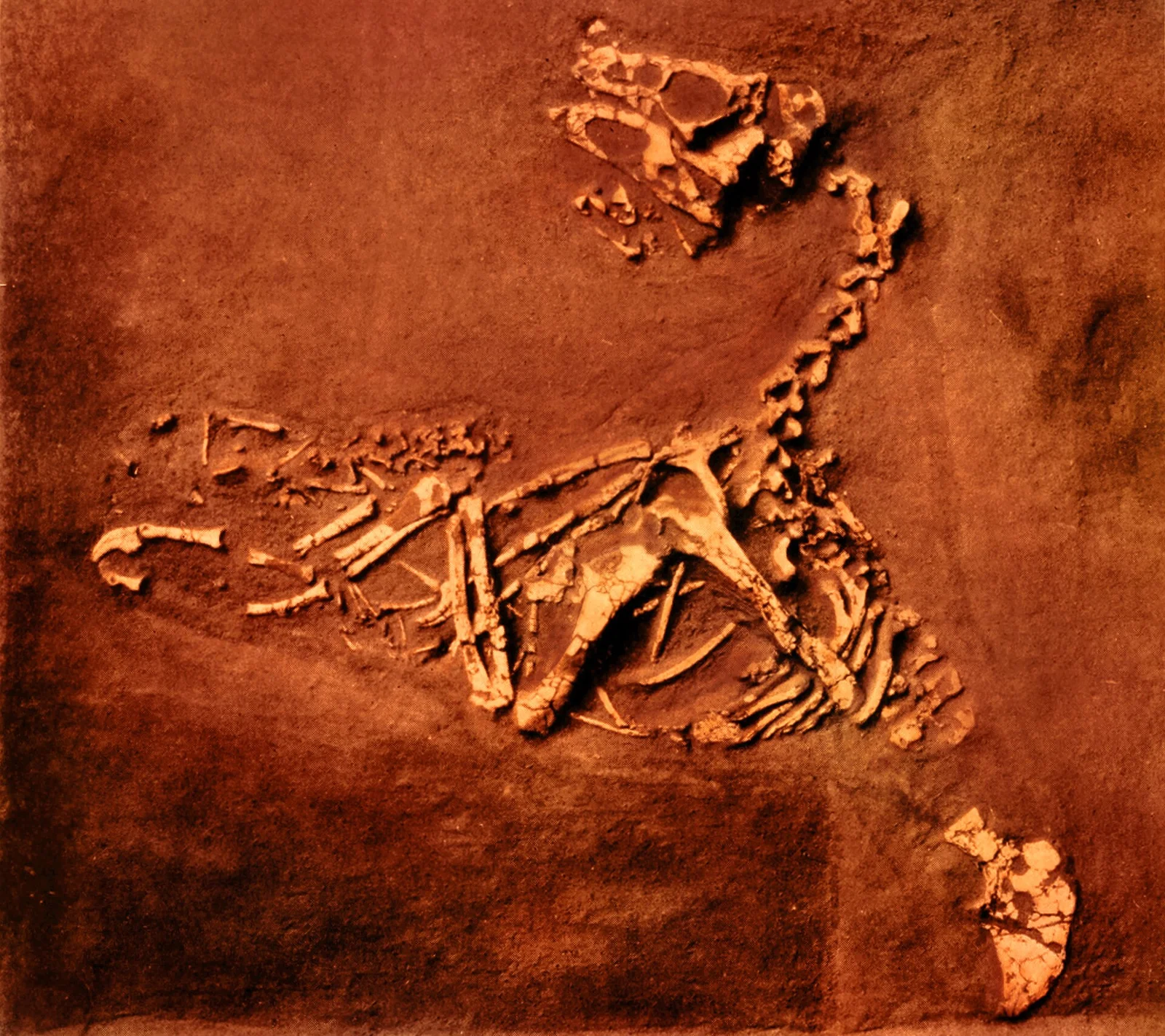 Oviraptor philoceratops