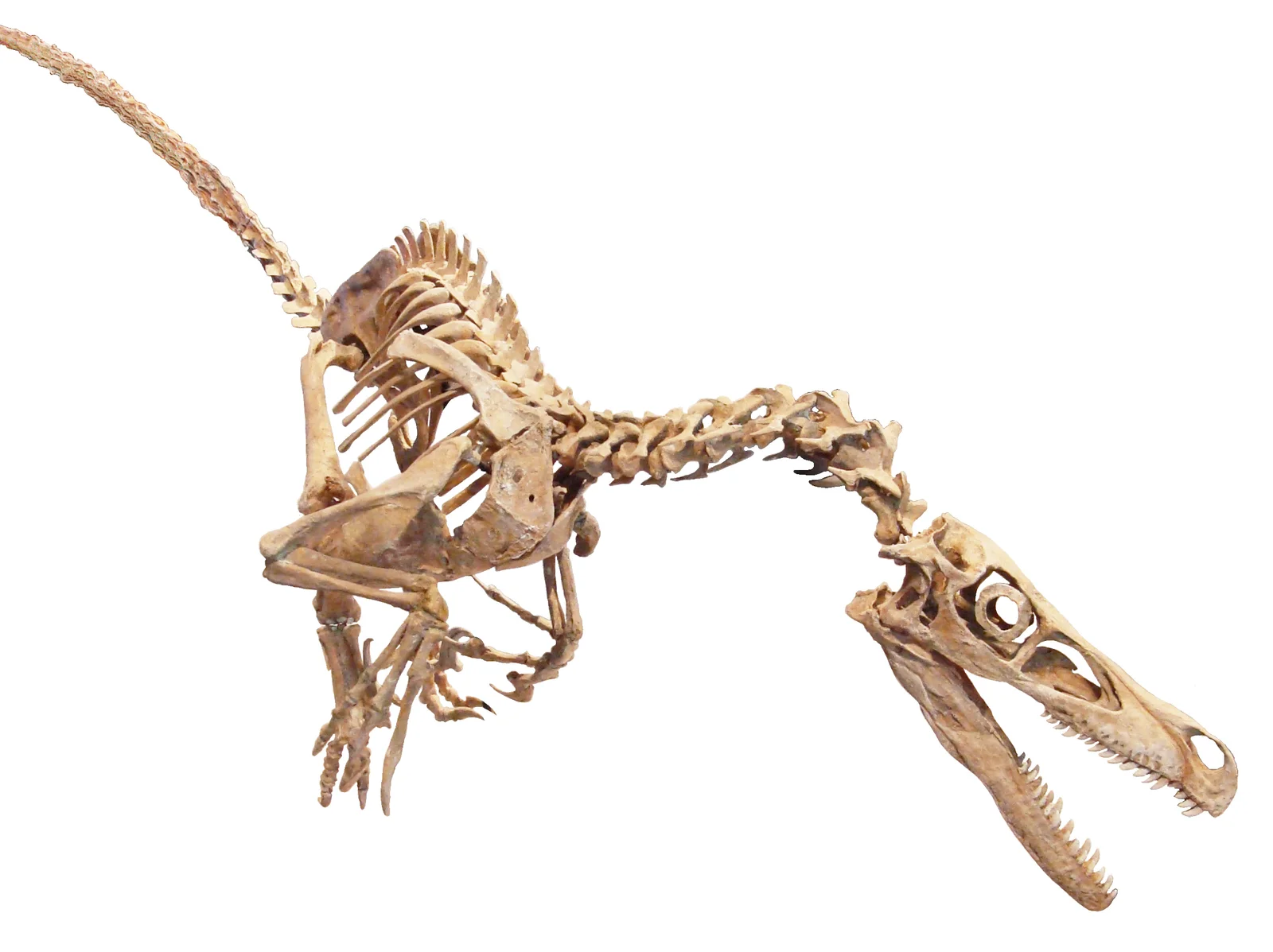 Ovoraptor djadochtari