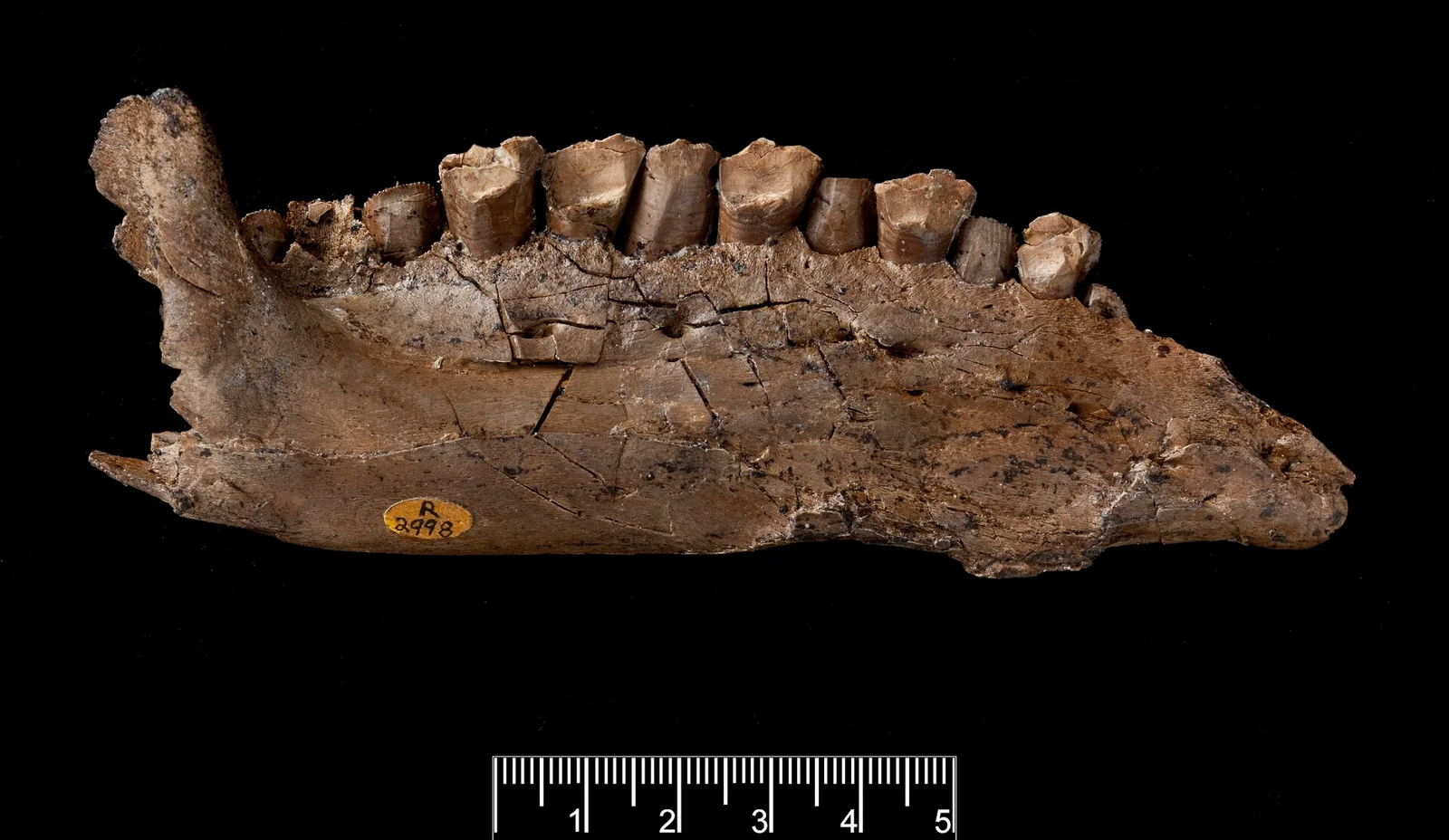 Owenodon hoggii