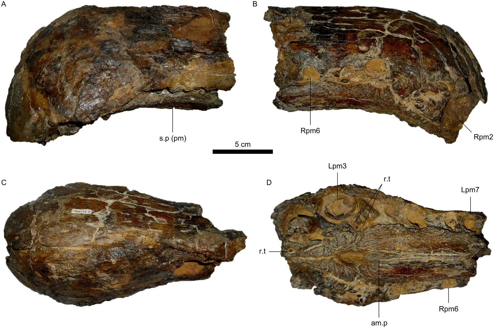 Oxalaia quilombensis