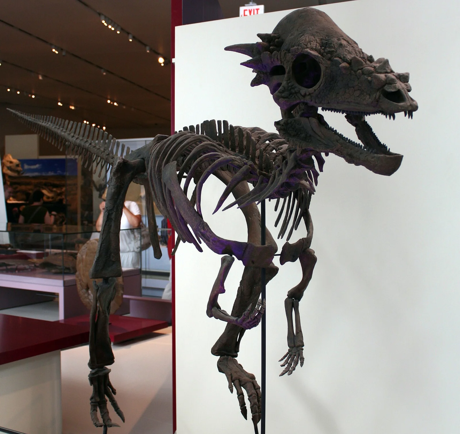 Pachycephalosaurus wyomingensis