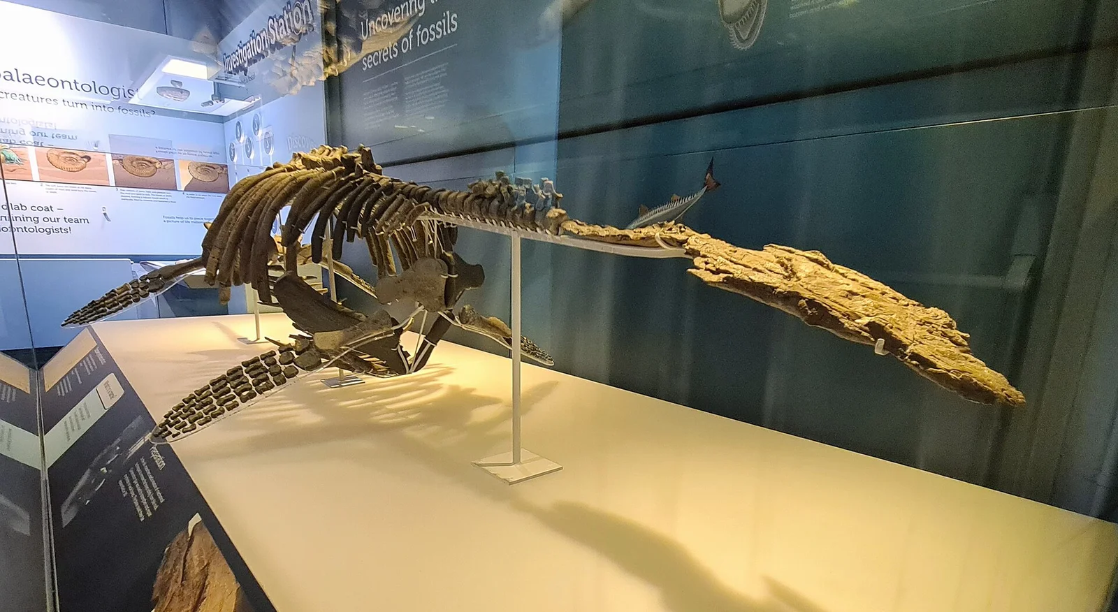 Pachycostasaurus dawni