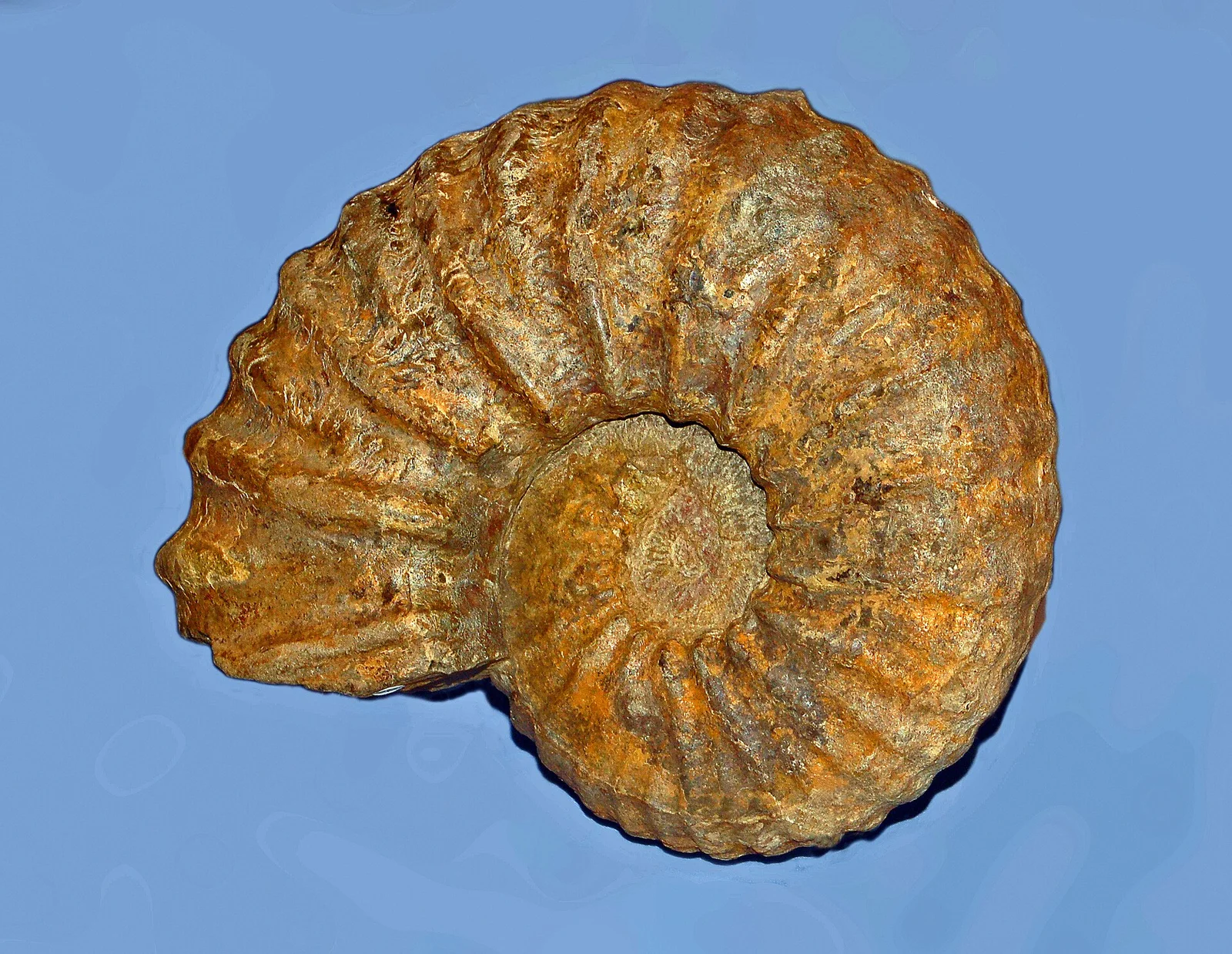 Pachydesmoceras pachydiscoide