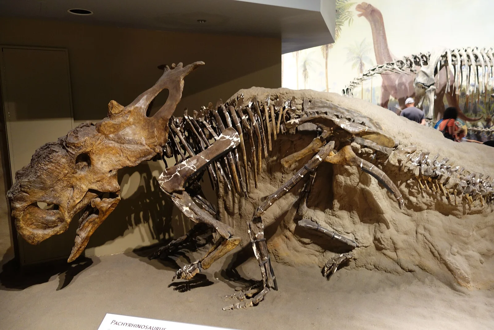 Pachyrhinosaurus perotorum