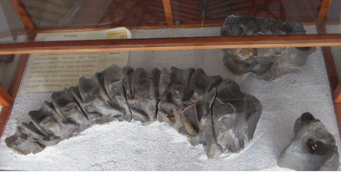 Padillasaurus leivaensis