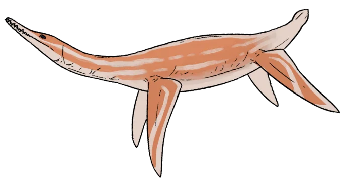 Palmulasaurus quadratus