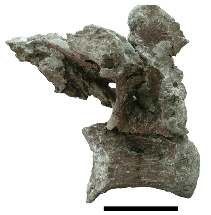 Paludititan nalatzensis