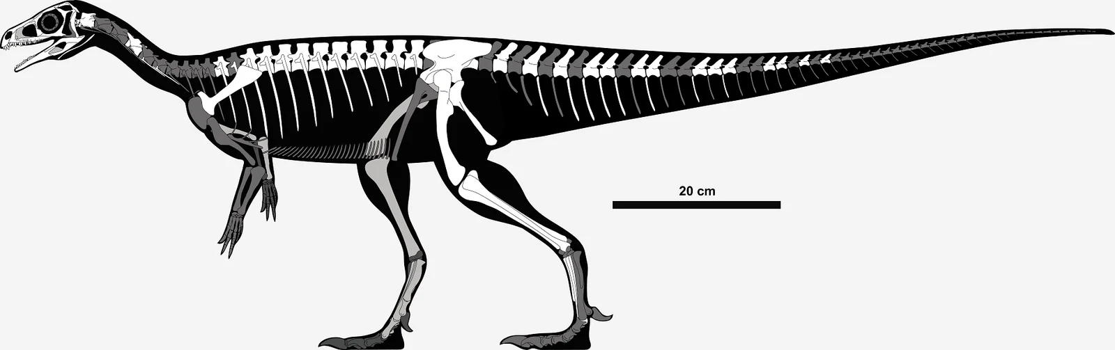 Pampadromaeus barberenai