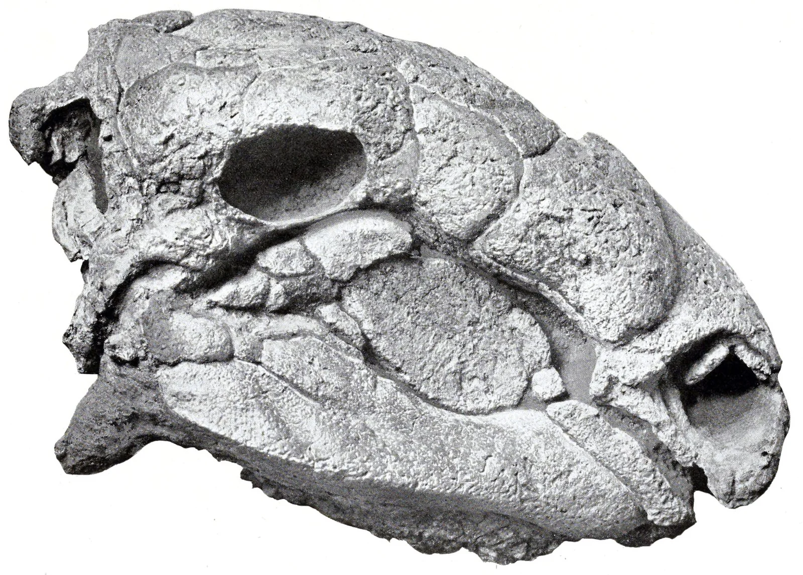 Panoplosaurus mirus