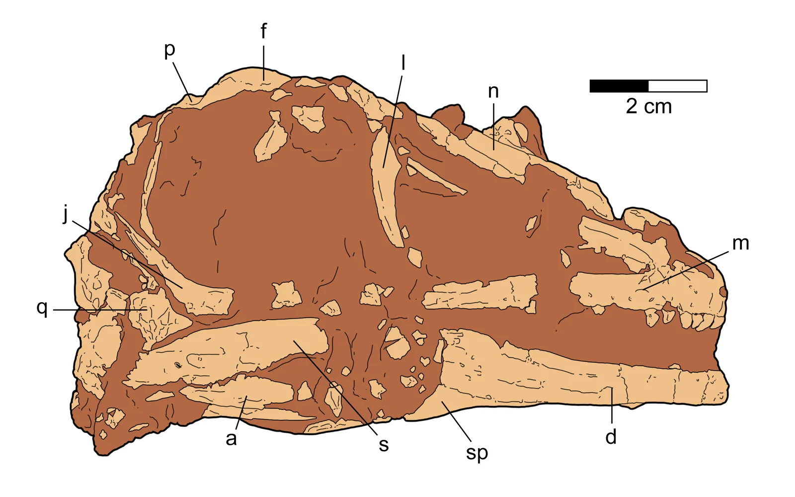 Papiliovenator neimengguensis