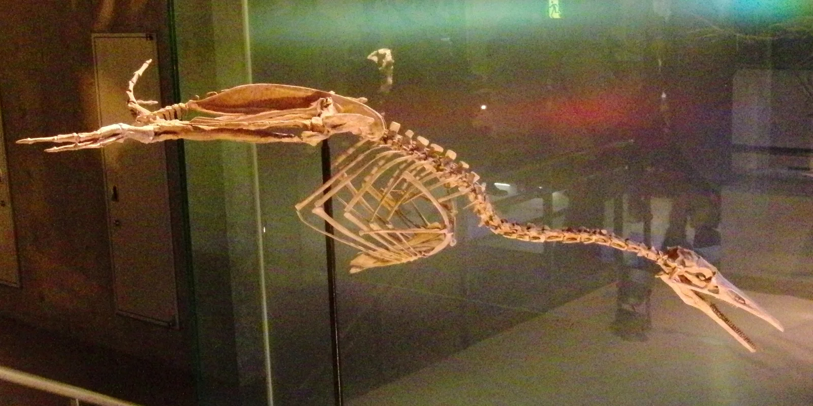 Parahesperornis alexi