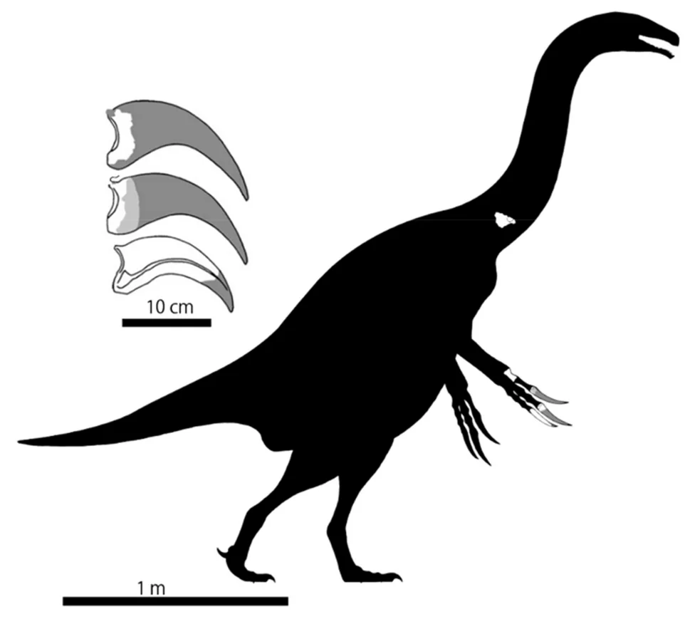 Paralitherizinosaurus japonicus