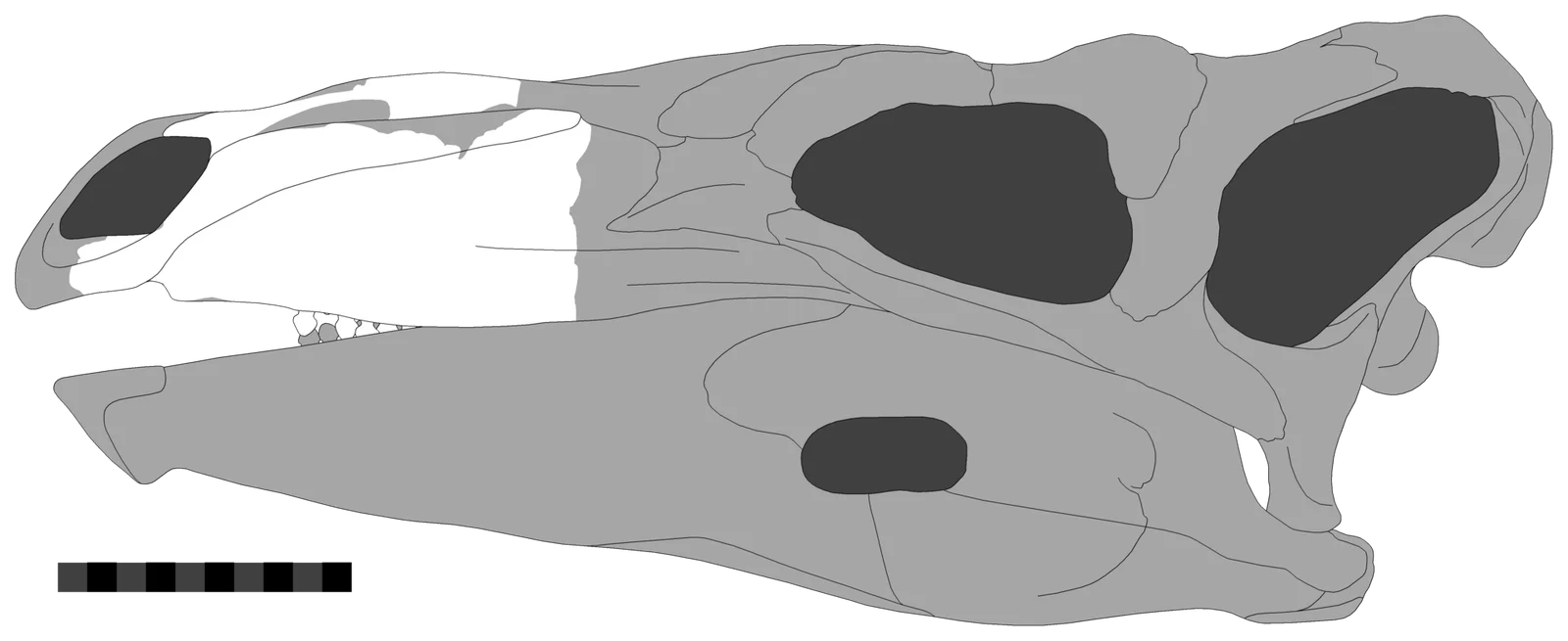 Paranthodon africanus