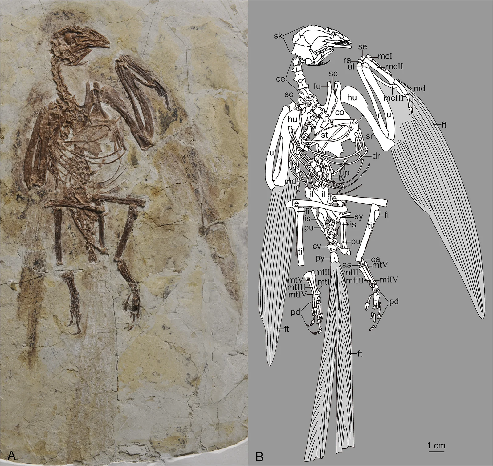 Parapengornis eurycaudatus