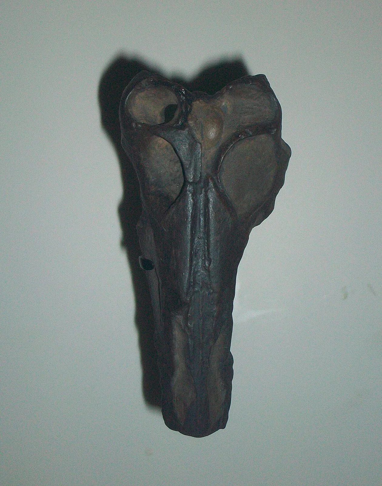 Parapsicephalus purdoni