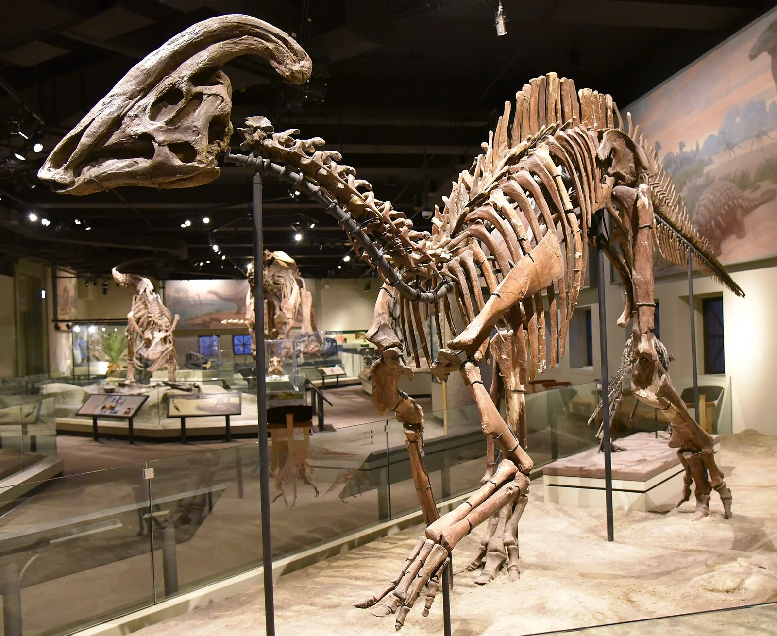 Parasaurolophus cyrtocristatus