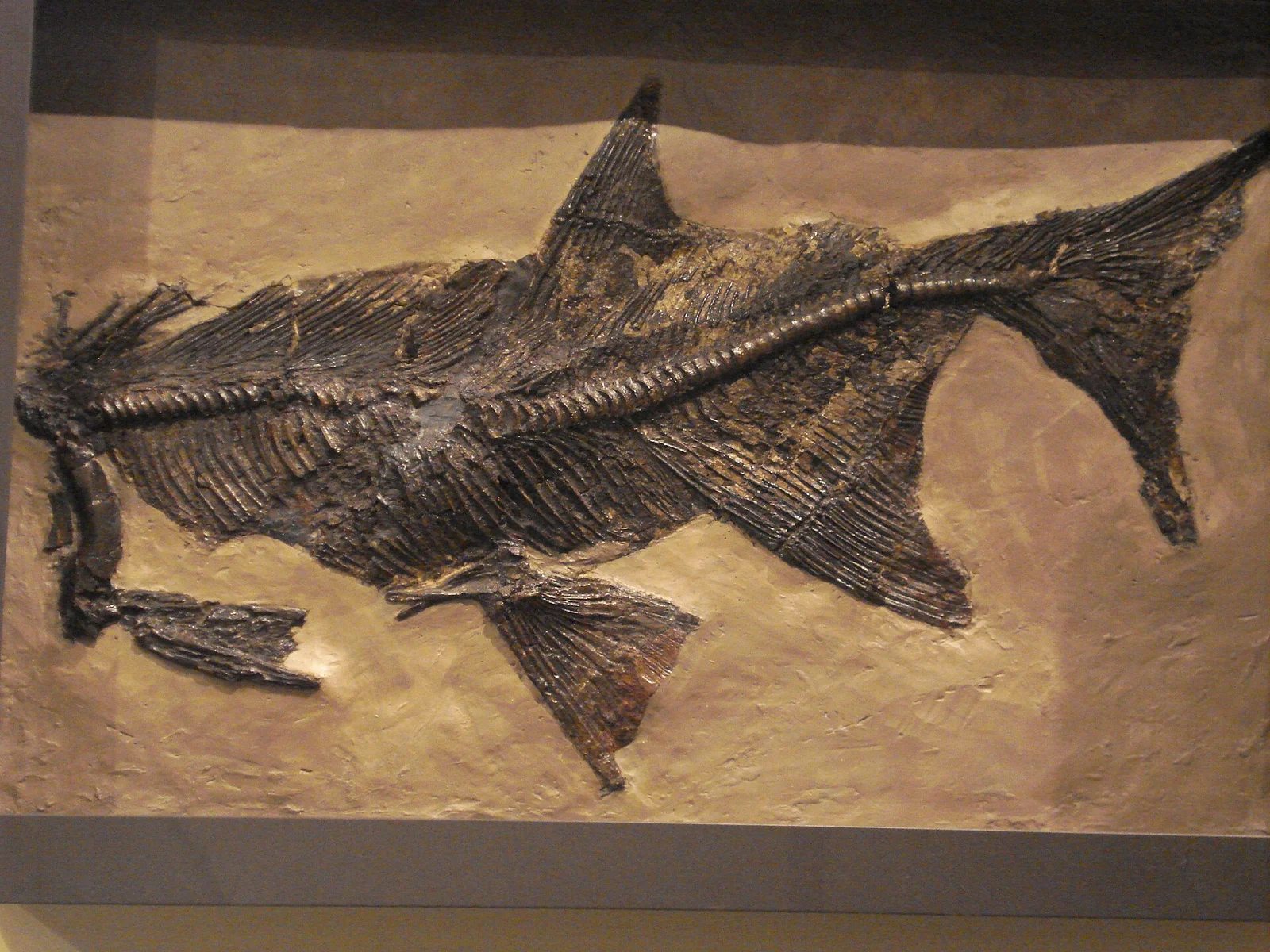 Paratarpon apogerontus