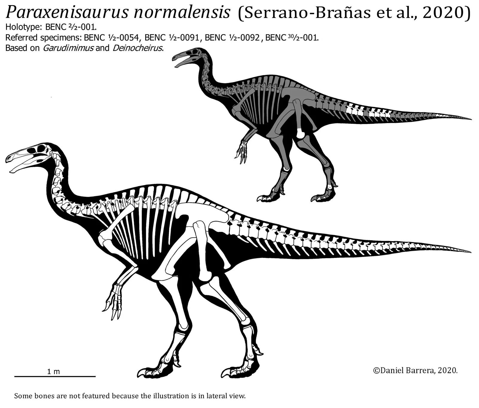 Paraxenisaurus normalensis