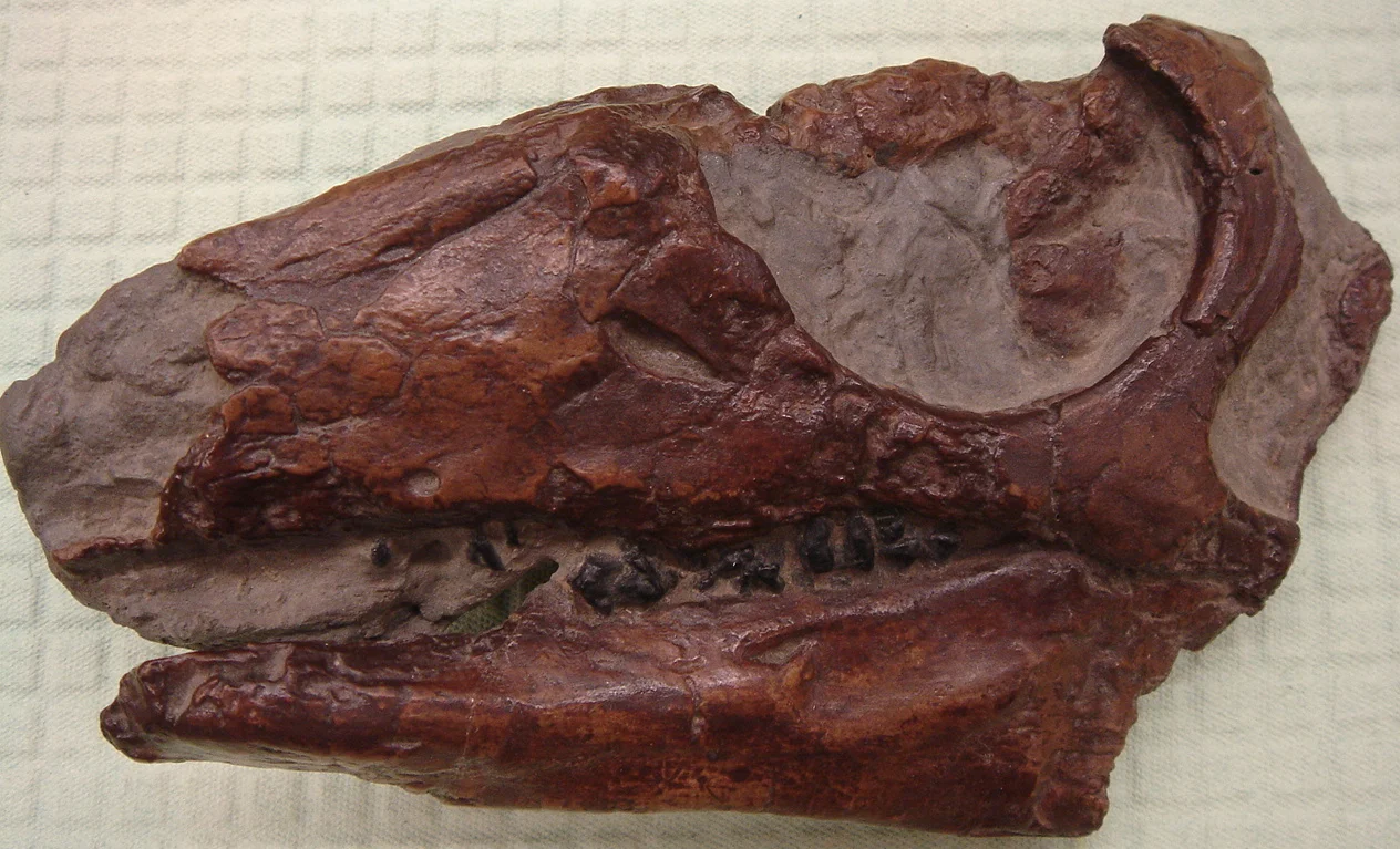 Parksosaurus warreni
