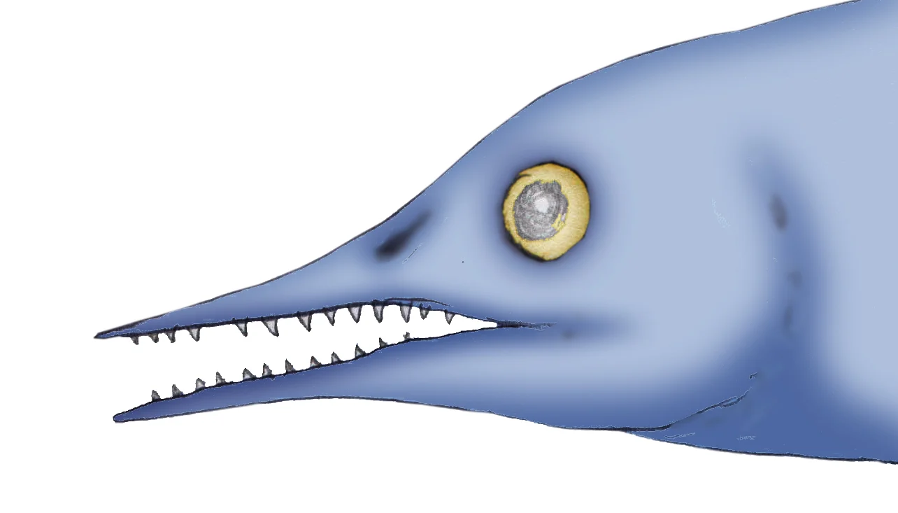 Parvinatator wapitiensis