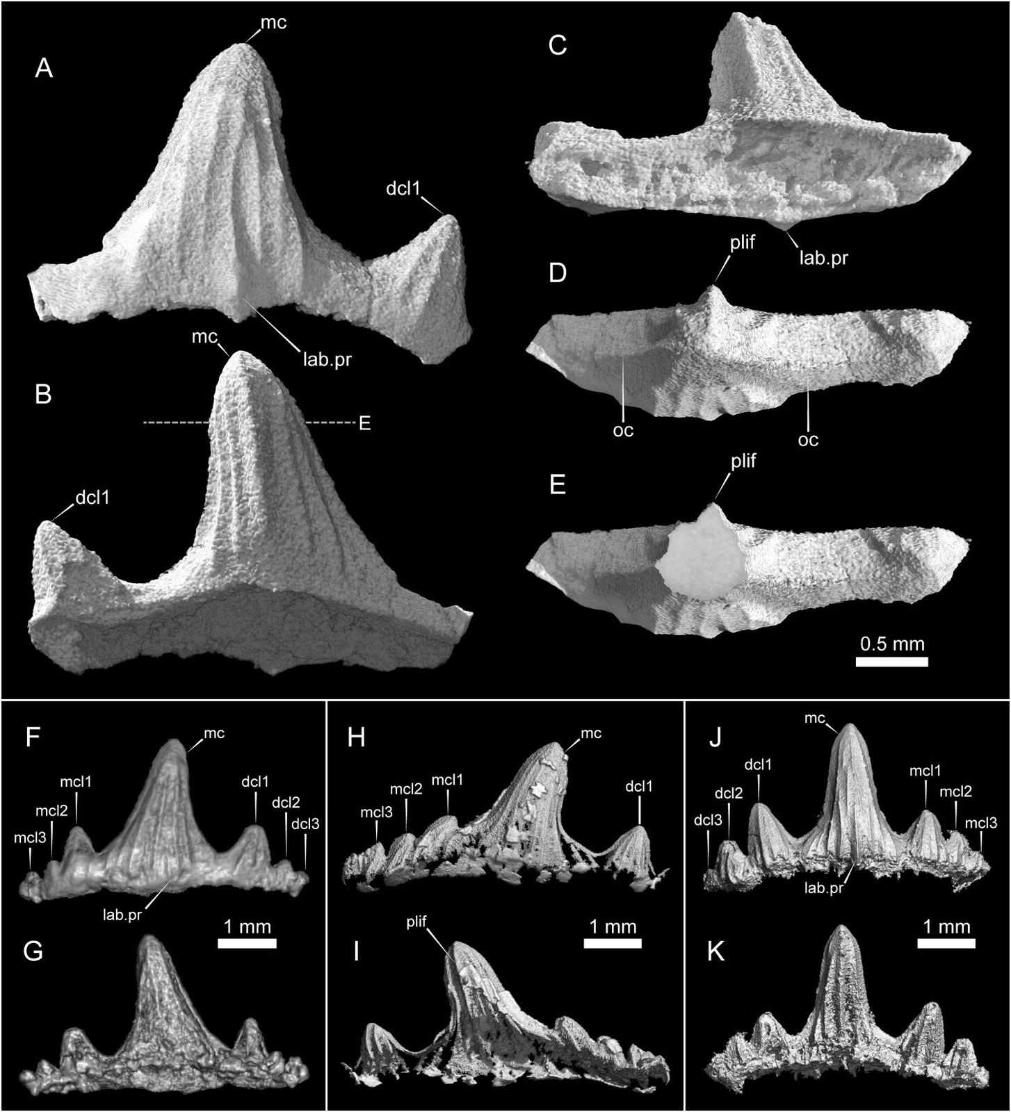 Parvodus ominechonensis