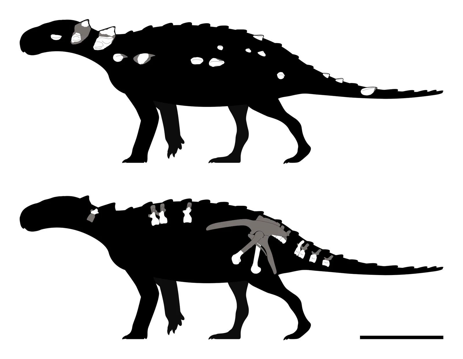 Patagopelta cristata