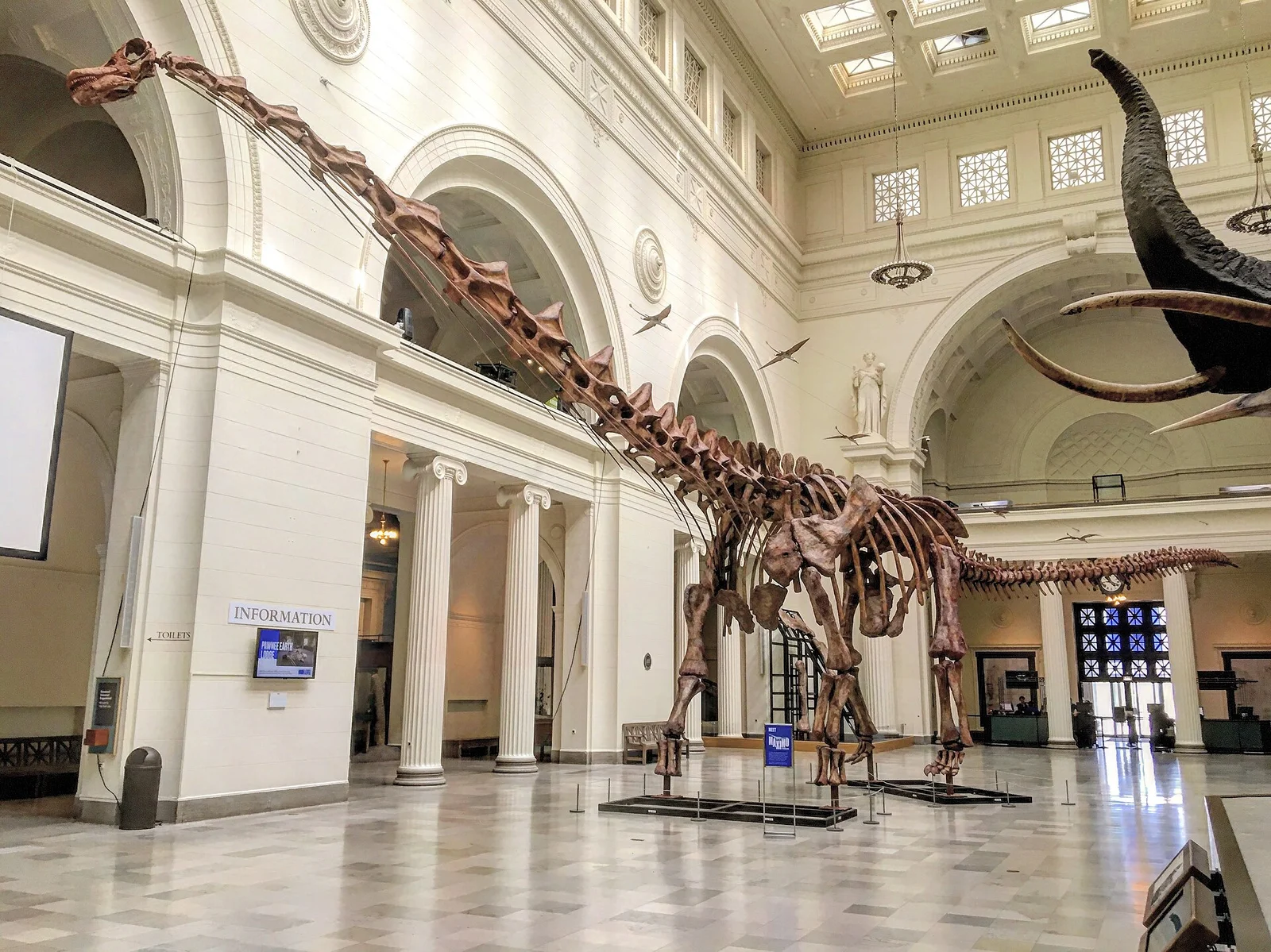 Patagotitan mayorum