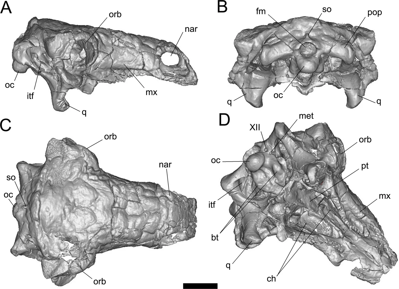 Pawpawsaurus campbelli