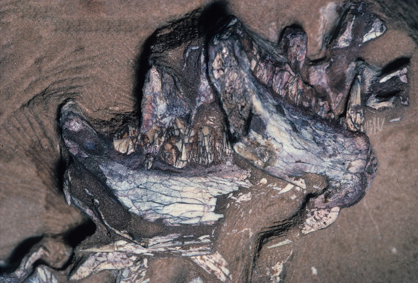 Pegomastax africanus