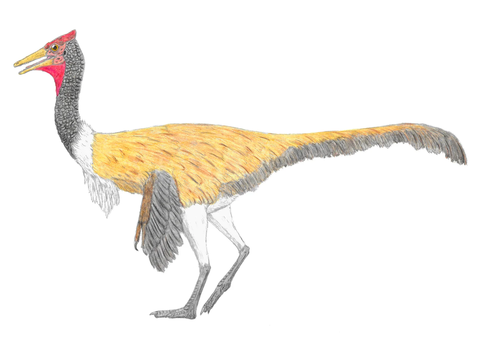Pelecanimimus polyodon