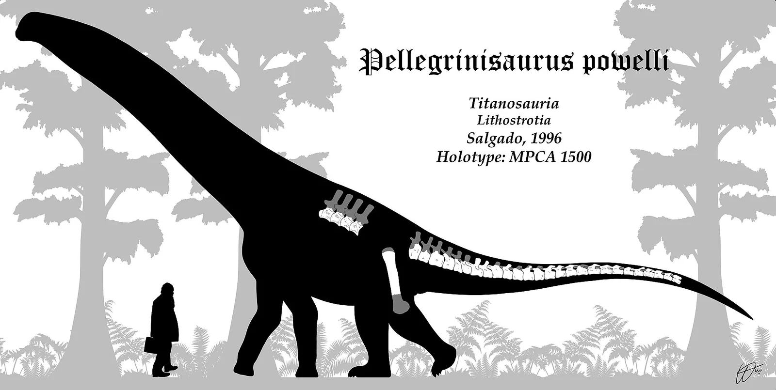 Pellegrinisaurus powelli