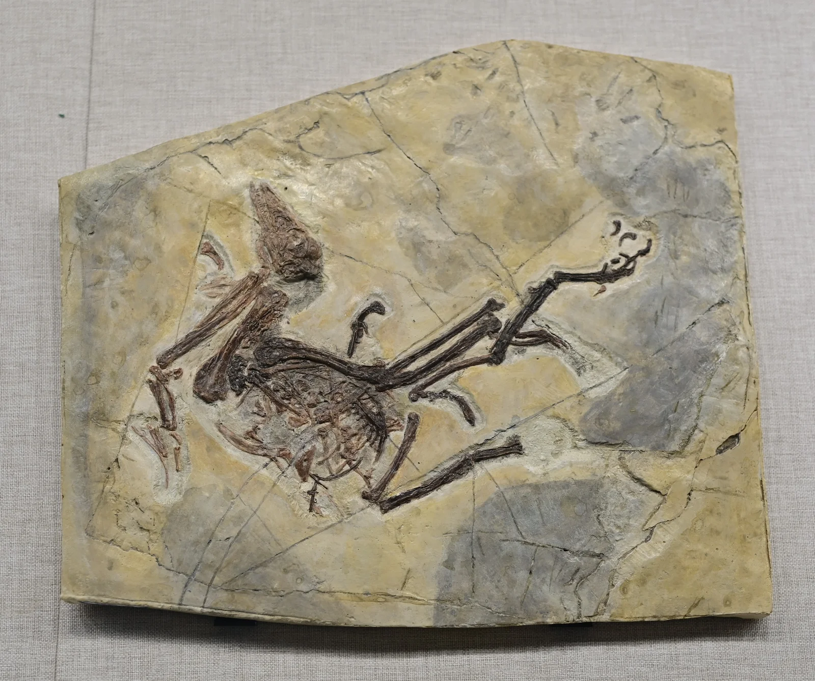 Pengornis houi