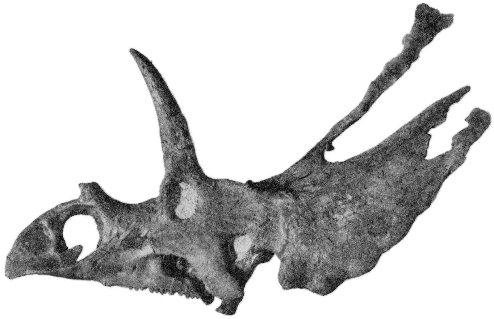 Pentaceratops sternbergii