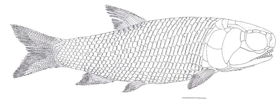 Perleidus altolepis