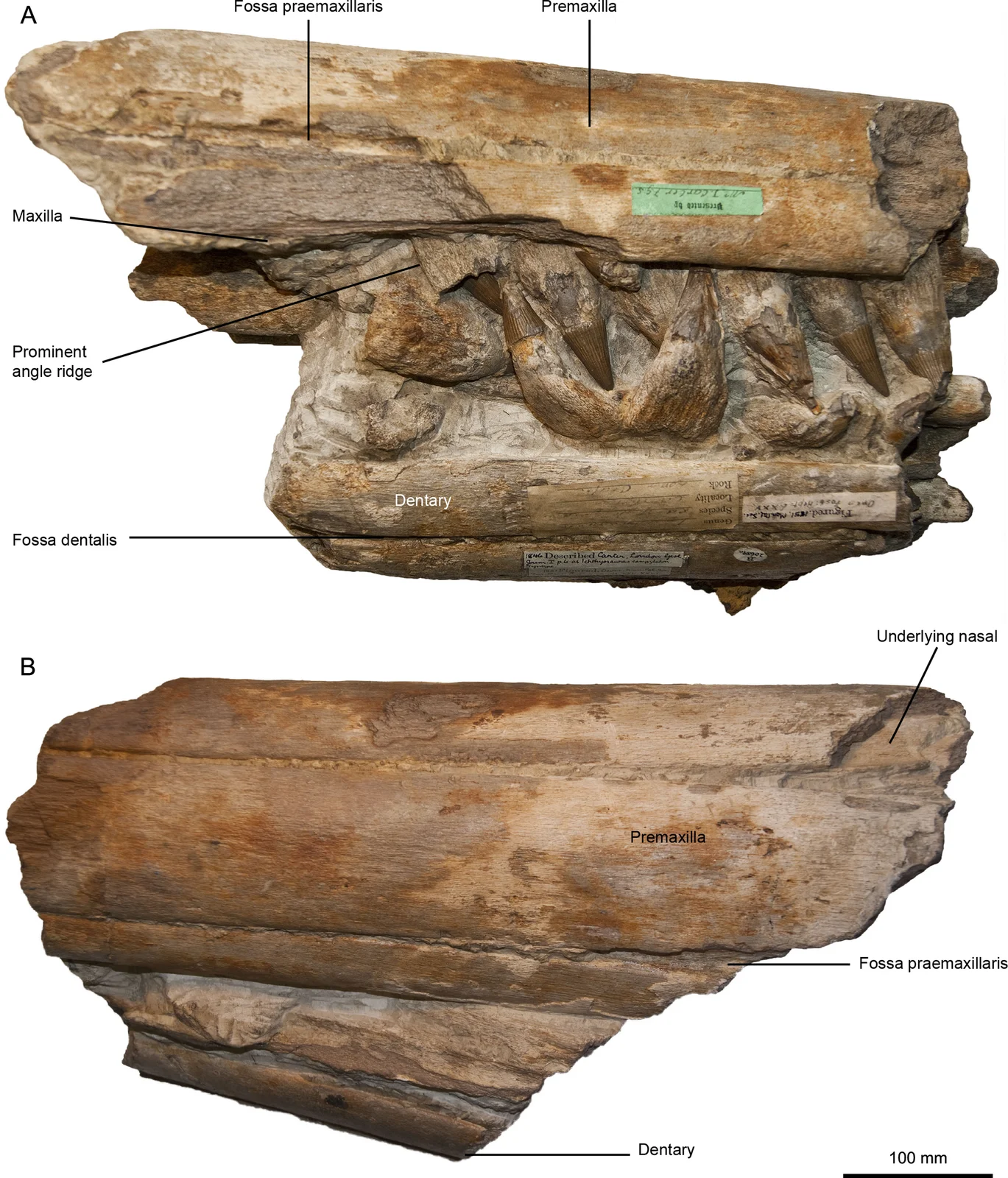 Pervushovisaurus campylodon
