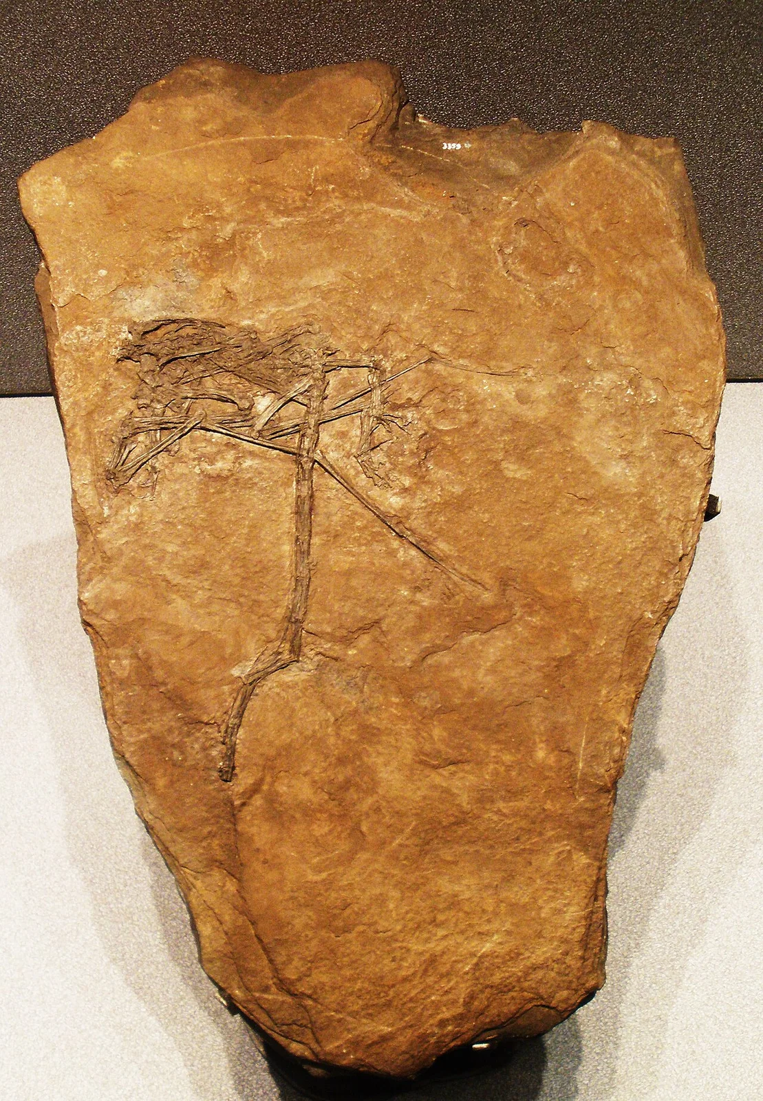 Peteinosaurus zambelli