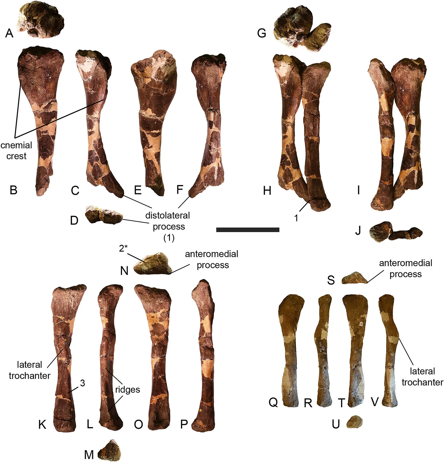 Petrustitan hungaricus
