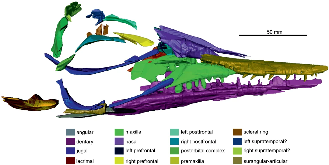 Phalarodon callawayi