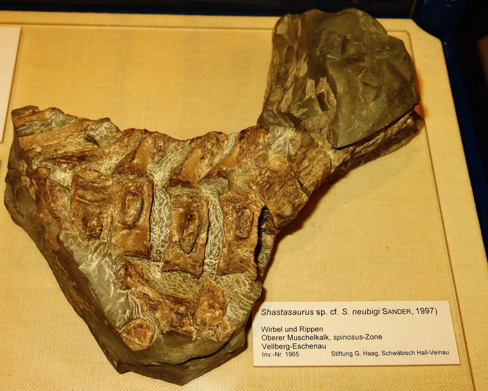 Phantomosaurus neubigi